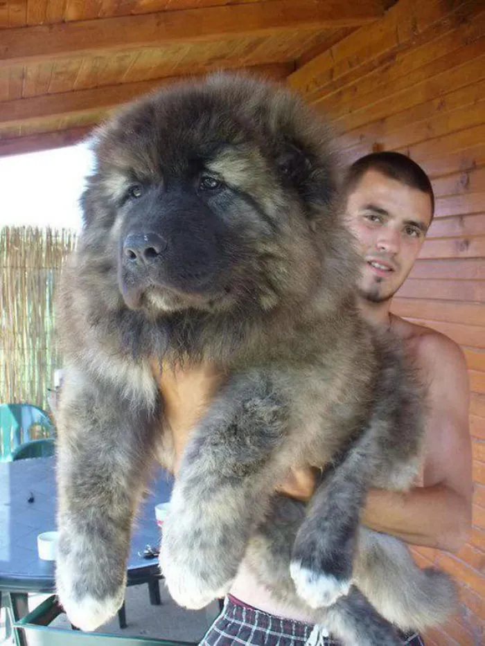 Caucasian Ovcharka