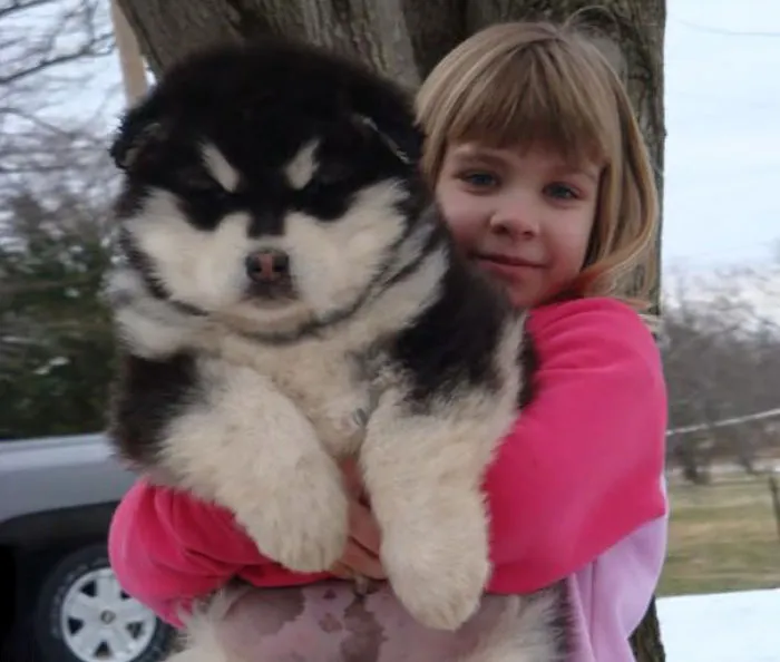 Alaskan Malamute