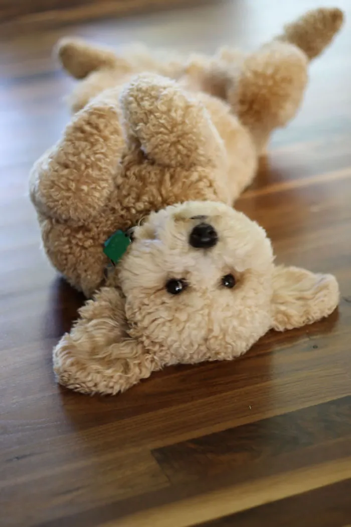 Golden Doodle Puppy