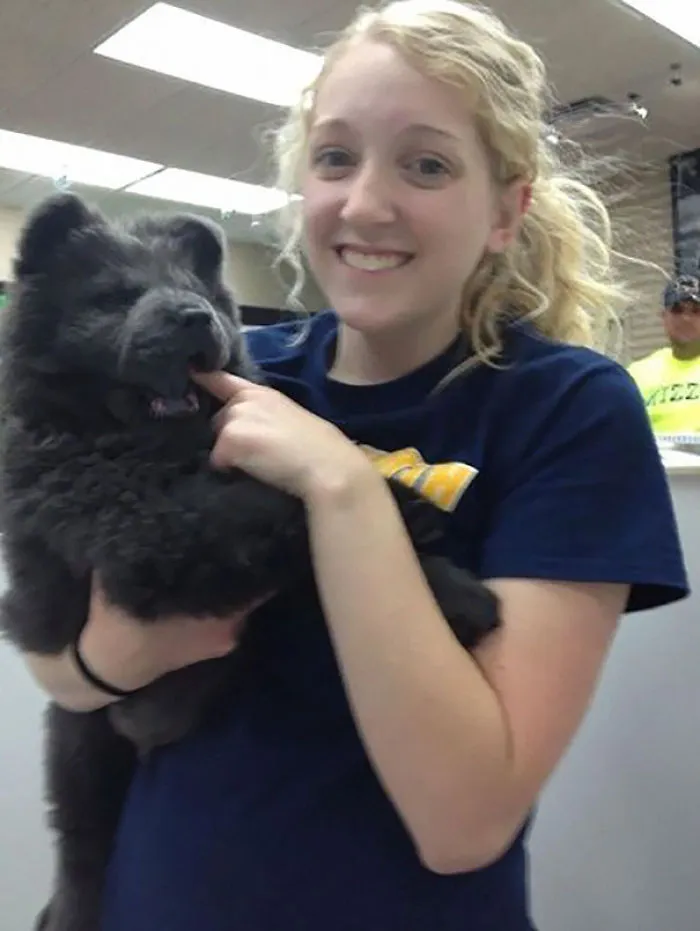 Chow Chow