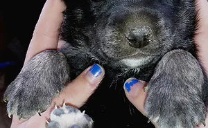 233 Chubby Puppies That Look Like Teddy Bears