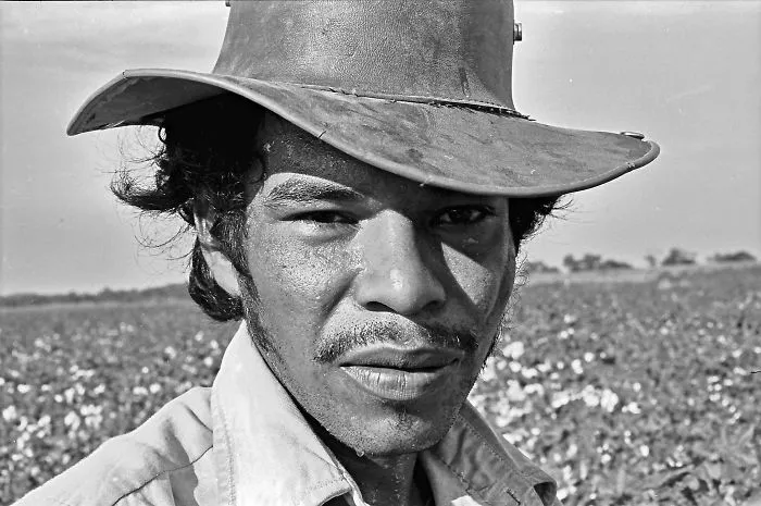 Cotton Picker In Costa Rica
