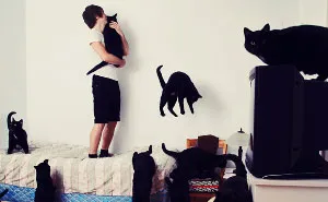 My Photos Of Crazy Cat Lovers