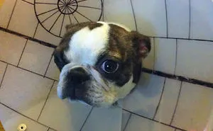 30 Awesome Pet Cones That Your Pet Will Hate Even More