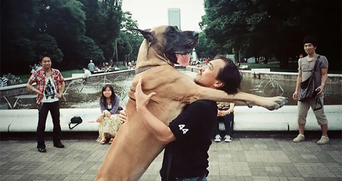 50 Dogs Who Don't Understand How BIG They Are