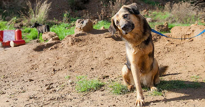 Message From A Lebanese Dog Applying For Adoption