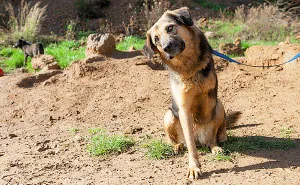 Message From A Lebanese Dog Applying For Adoption