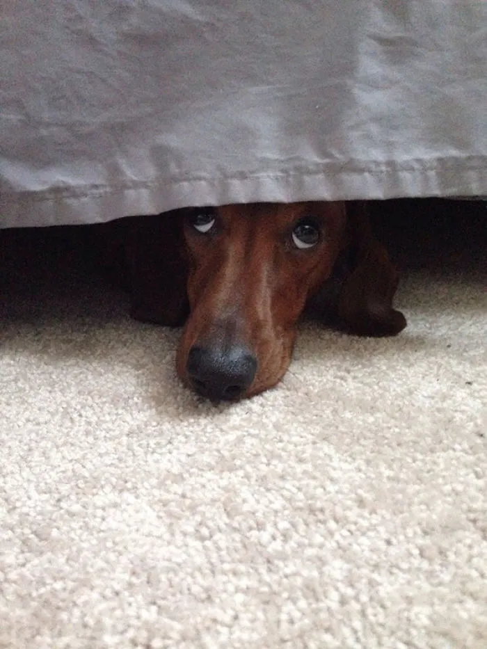 159 Dogs Who Suck At Hide-And-Seek