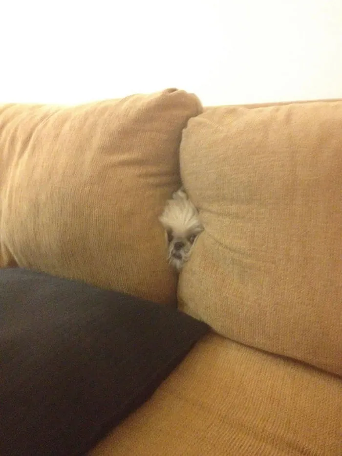 159 Dogs Who Suck At Hide-And-Seek