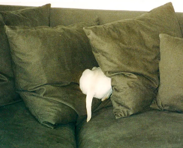 159 Dogs Who Suck At Hide-And-Seek