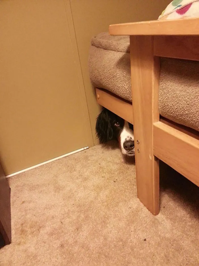 159 Dogs Who Suck At Hide-And-Seek