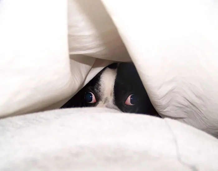 159 Dogs Who Suck At Hide-And-Seek
