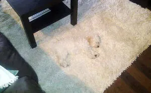 159 Dogs Who Suck At Hide-And-Seek