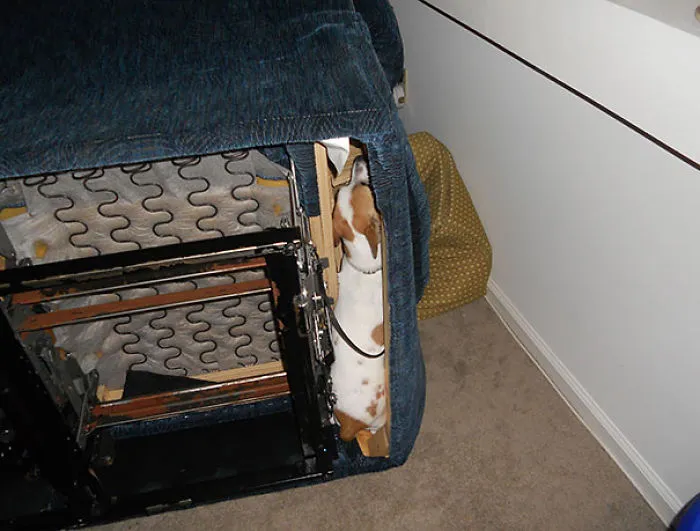 159 Dogs Who Suck At Hide-And-Seek