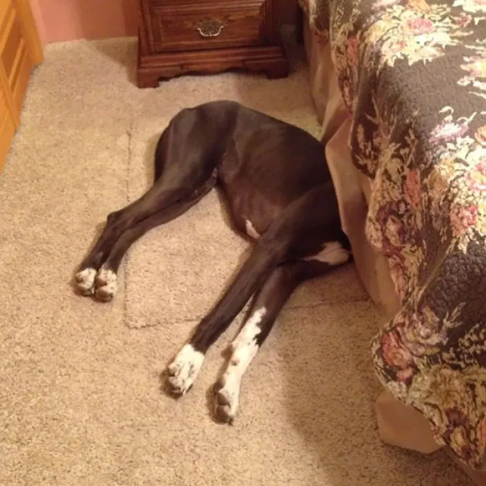 159 Dogs Who Suck At Hide-And-Seek