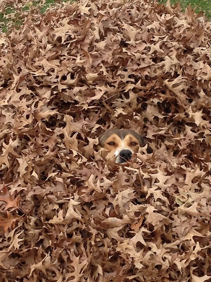 159 Dogs Who Suck At Hide-And-Seek