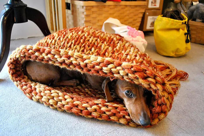 159 Dogs Who Suck At Hide-And-Seek