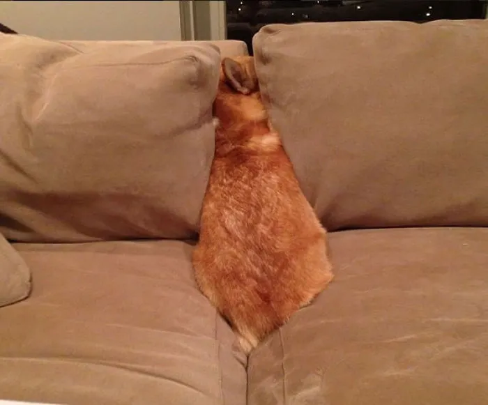 159 Dogs Who Suck At Hide-And-Seek