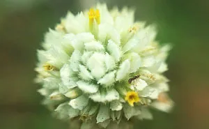 Photomacrography Of Flora Through My iPhone Lens