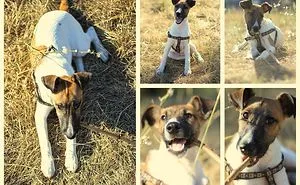 50 Before & After Pics Show The Difference A Day Of Adoption Can Make To A Shelter Pet