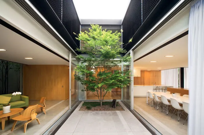 Tree Inside A House
