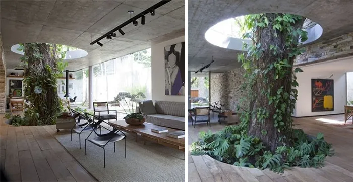 Tree Inside A Livingroom