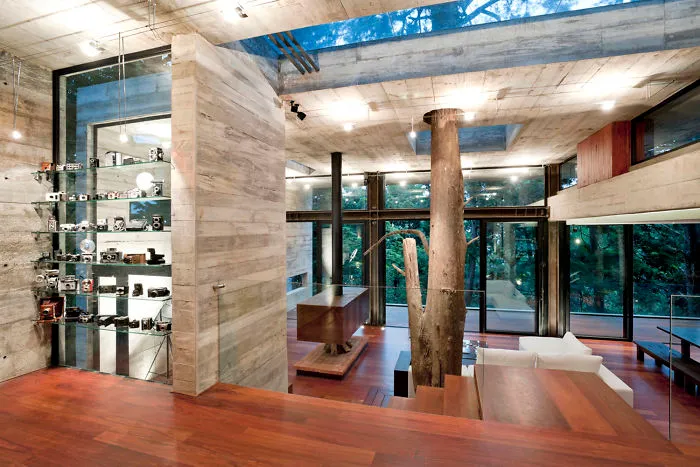 Tree Inside A House