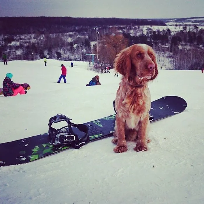 Life Of A Happy Dog.