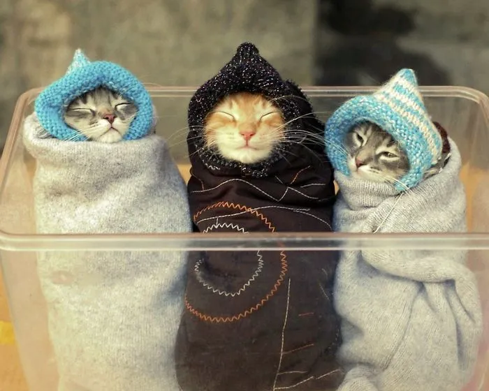 Happy Trio