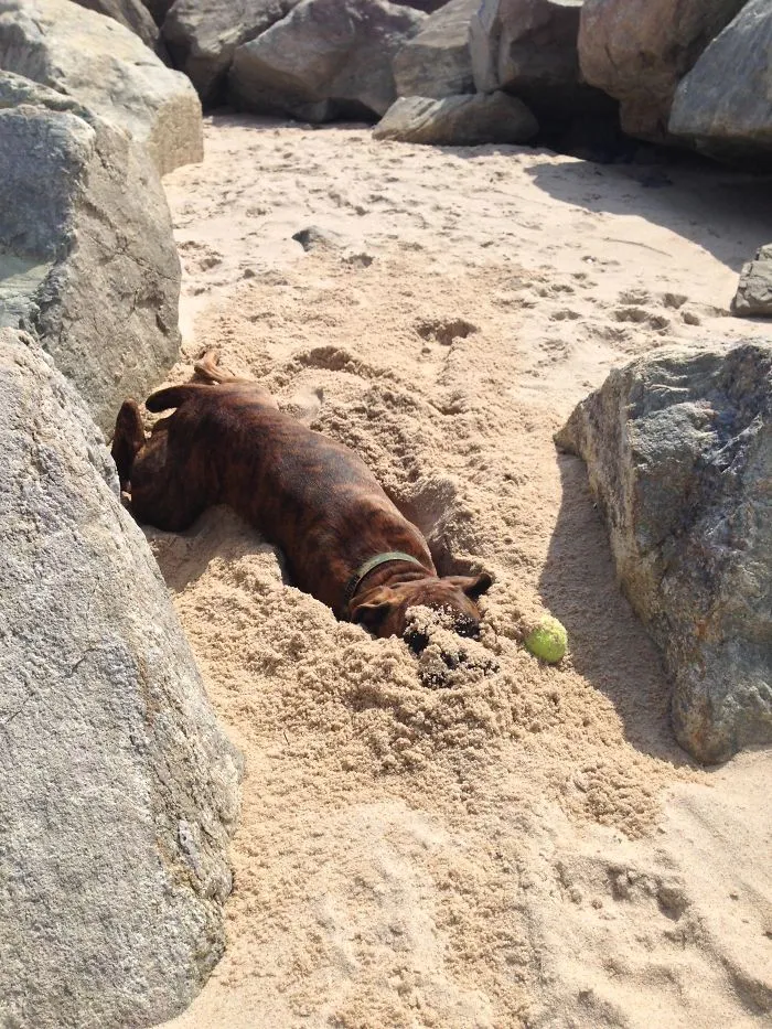 159 Dogs Who Suck At Hide-And-Seek