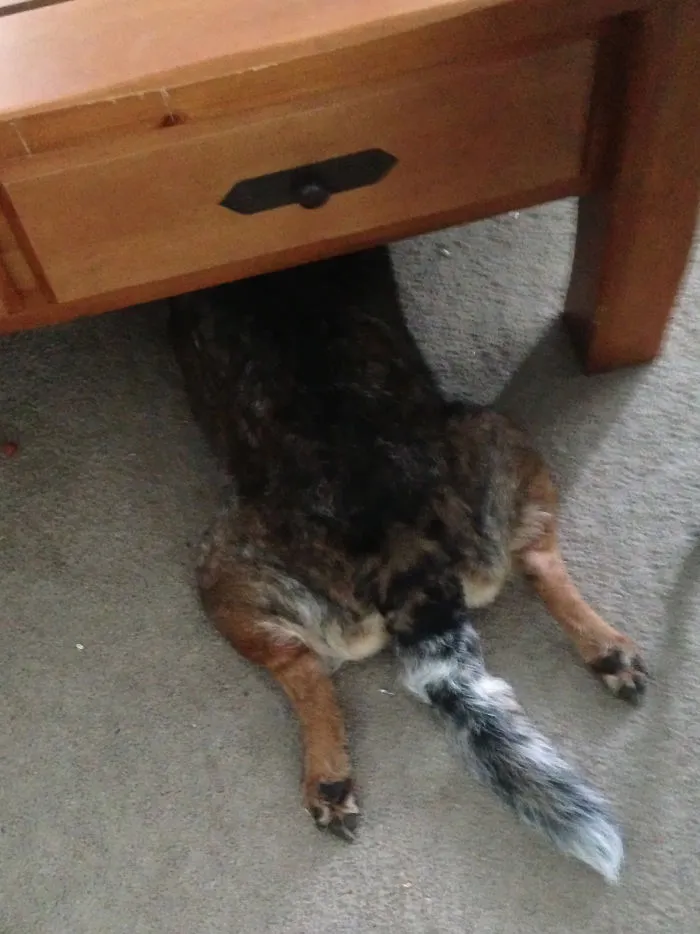 159 Dogs Who Suck At Hide-And-Seek
