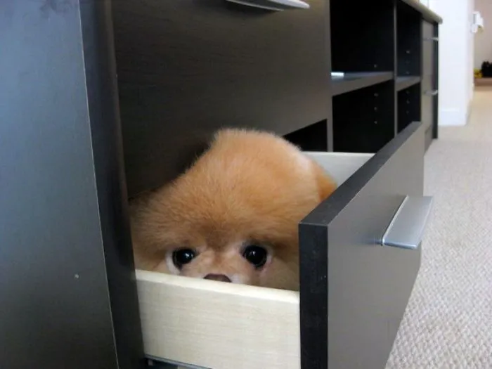159 Dogs Who Suck At Hide-And-Seek