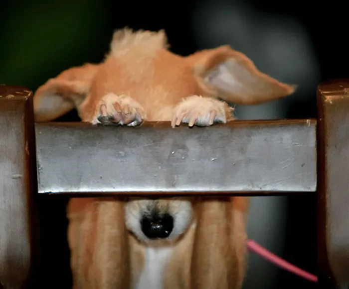 159 Dogs Who Suck At Hide-And-Seek