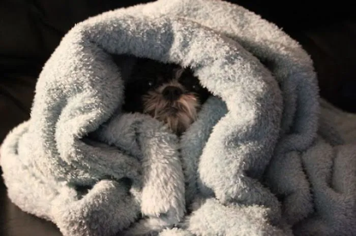159 Dogs Who Suck At Hide-And-Seek