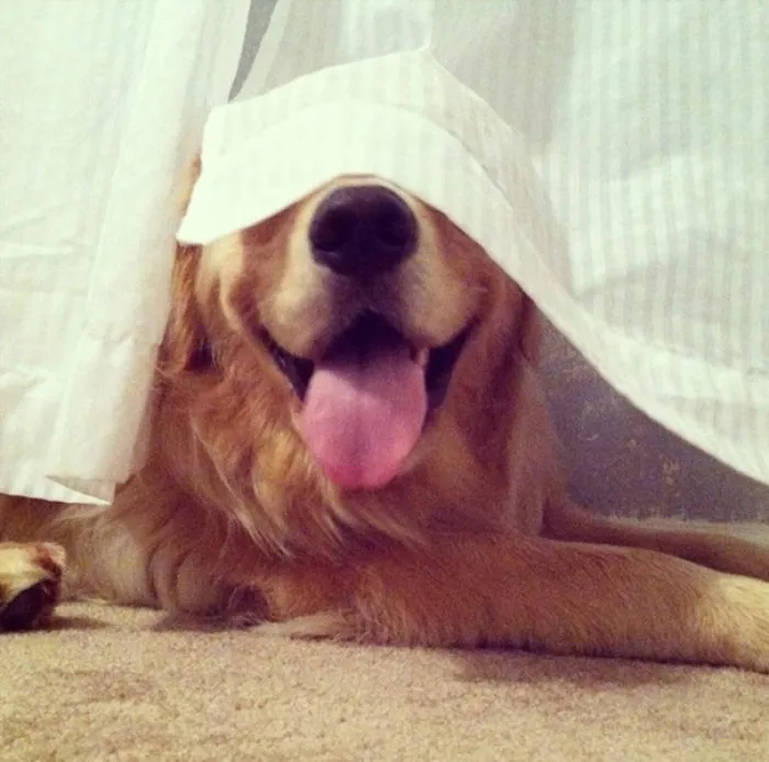 159 Dogs Who Suck At Hide-And-Seek
