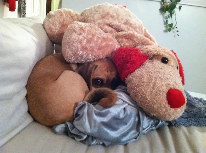 159 Dogs Who Suck At Hide-And-Seek