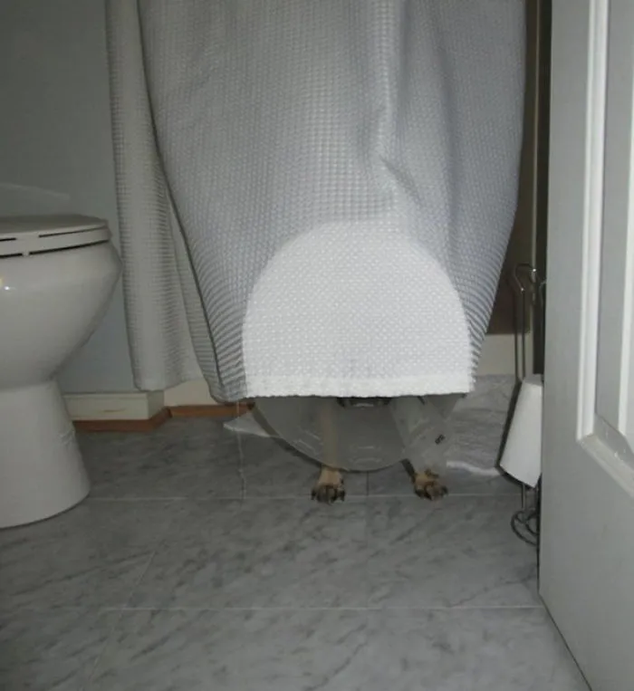 159 Dogs Who Suck At Hide-And-Seek