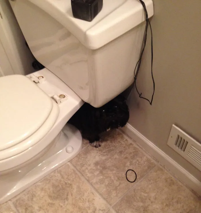 159 Dogs Who Suck At Hide-And-Seek
