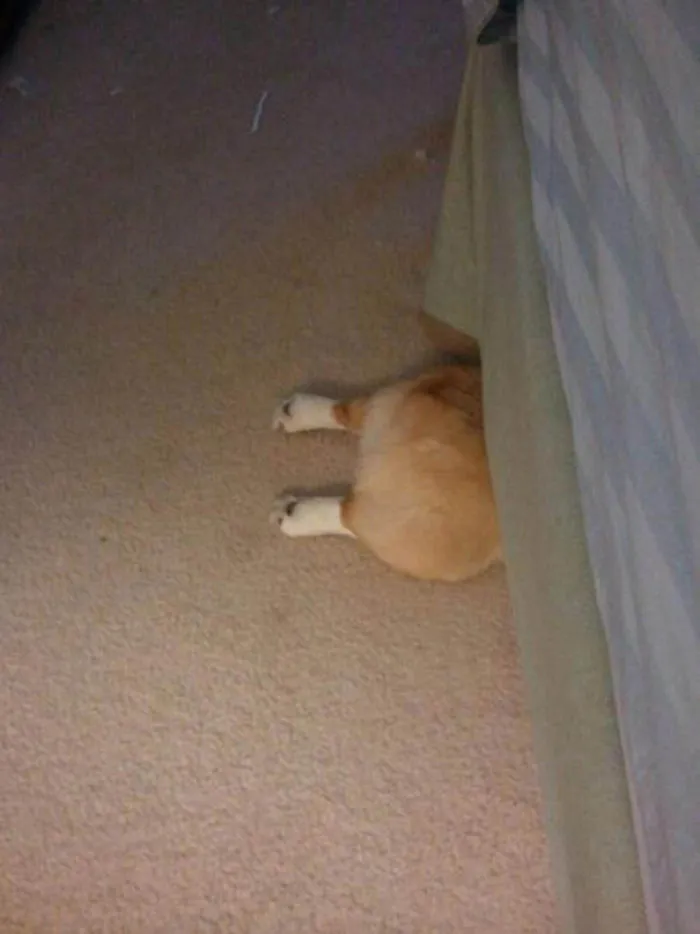 159 Dogs Who Suck At Hide-And-Seek