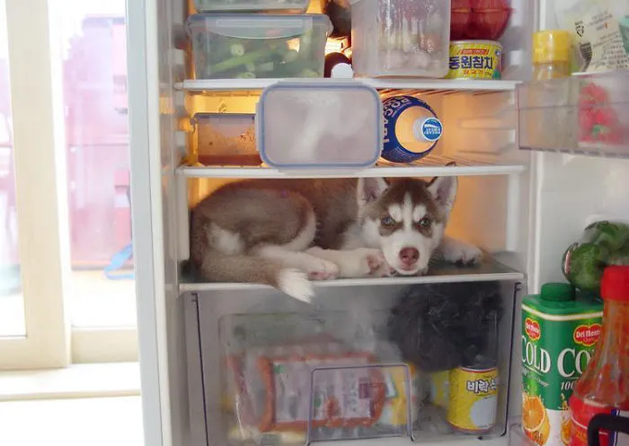 159 Dogs Who Suck At Hide-And-Seek