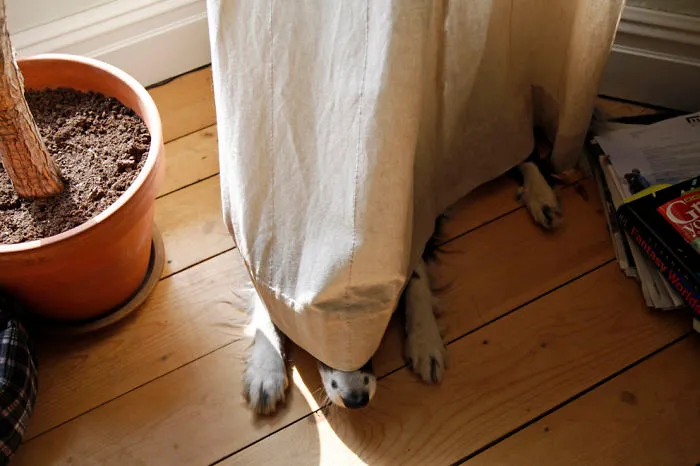 159 Dogs Who Suck At Hide-And-Seek
