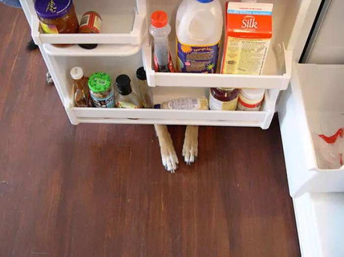 159 Dogs Who Suck At Hide-And-Seek