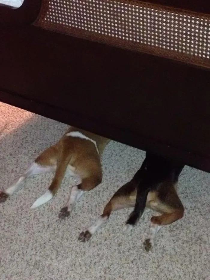 159 Dogs Who Suck At Hide-And-Seek