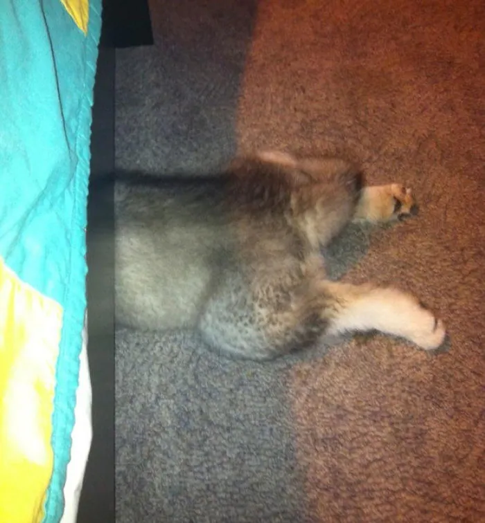 159 Dogs Who Suck At Hide-And-Seek