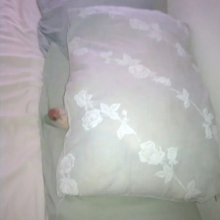 159 Dogs Who Suck At Hide-And-Seek