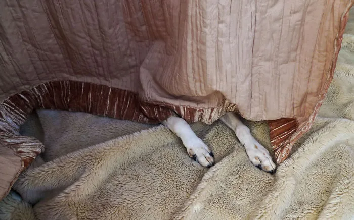 159 Dogs Who Suck At Hide-And-Seek