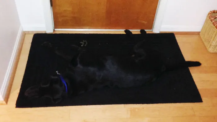 159 Dogs Who Suck At Hide-And-Seek