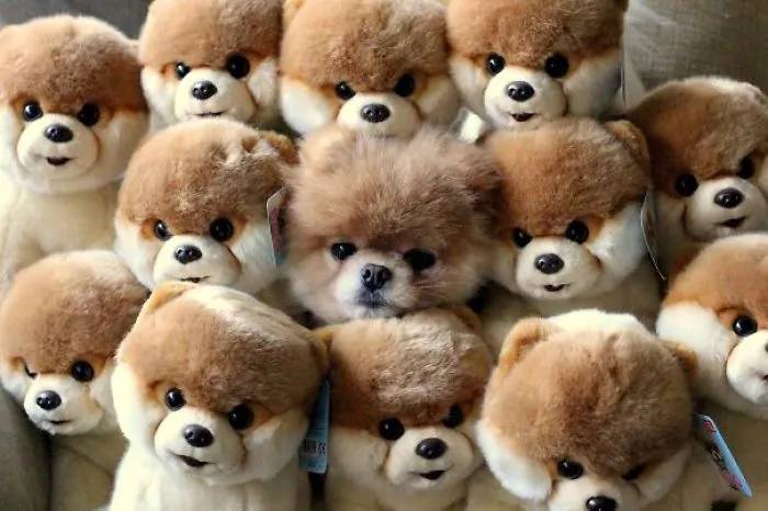 159 Dogs Who Suck At Hide-And-Seek