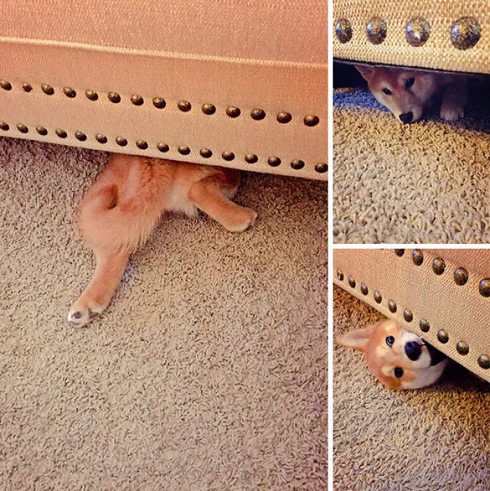 159 Dogs Who Suck At Hide-And-Seek