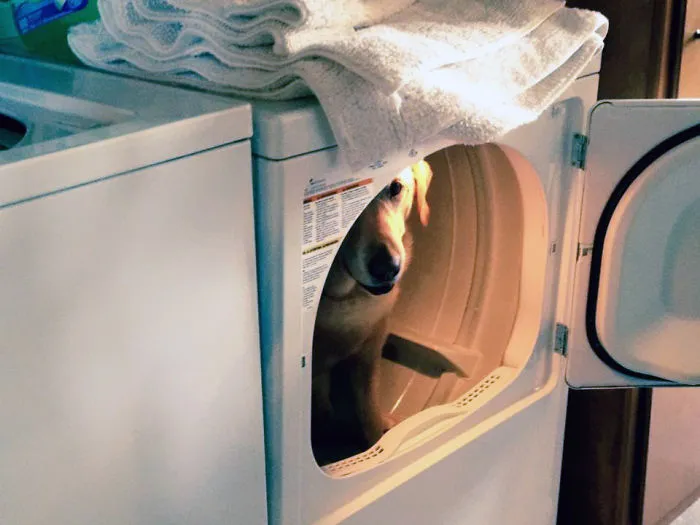 159 Dogs Who Suck At Hide-And-Seek